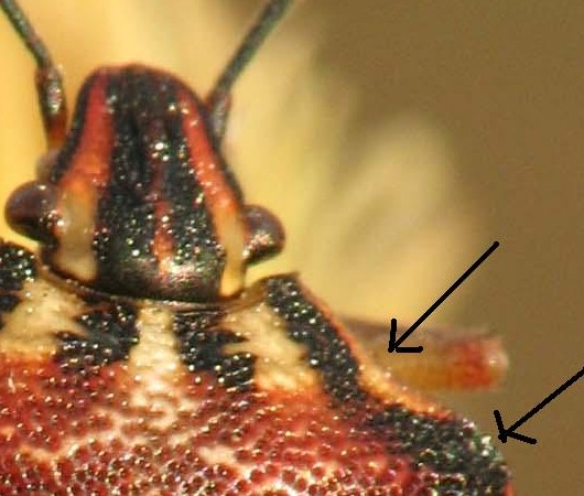 Codophila, Odontotarsus, Phyllomorpha d''Israele